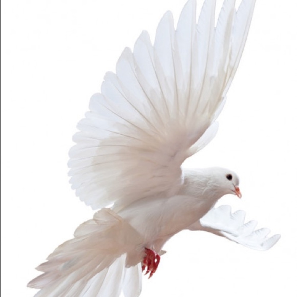 Meet your Posher, Jen